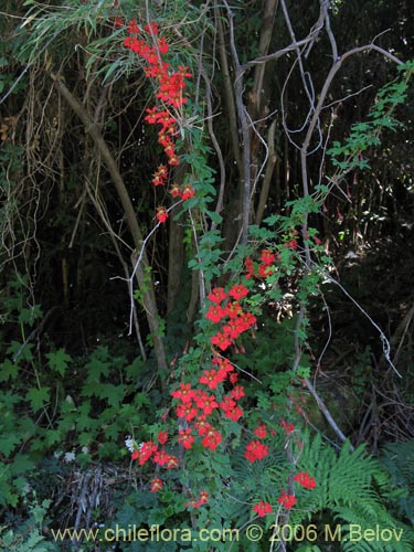 Image of Tropaeolum speciosum (Coralito / Quintralito / Voqui). Click to enlarge parts of image.